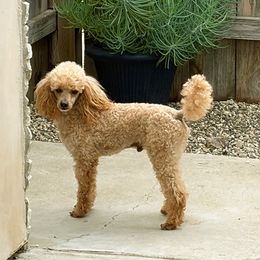 Spud - Poodle