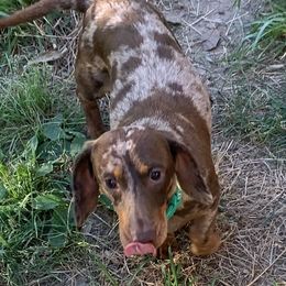 Baxter - Dachshund