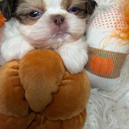 Garnet - Red and white male Shih Tzu puppy in Coolidge, Arizona from Shih Tzu’s  ‘N’ Love