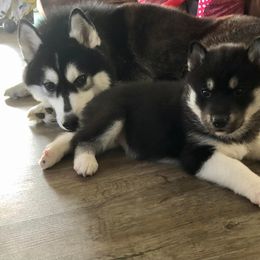 Siberian Husky Puppies from High caliber Siberian Husky