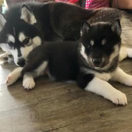 Siberian Husky Puppies from High caliber Siberian Husky