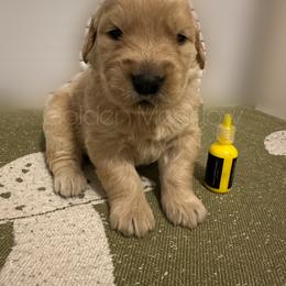 Bubbles - Golden male Golden Retriever puppy in Florida from Golden Meadow