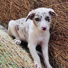 Boy 6 - red merle - Red merle male Border Collie puppy in Minden, Iowa from Rocking N Registered Border Collies & Labradors