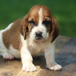 Male 1 - Mahogany and white male Basset Hound puppy in Georgia from Huff's Hounds