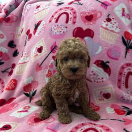 Nugget - Red  male Poodle puppy in Bakersfield, California from Underground kennels