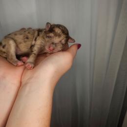 Boy 4 - Merle male Cockapoo puppy in Fort White, Florida from Jade