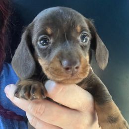 Ellen Ripley-Girl 1 - Chocolate and tan female Dachshund puppy in Bigfork, Minnesota from Dachshunds Up North