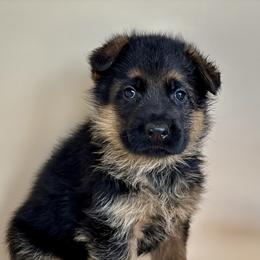 Peter - Black and red male German Shepherd puppy in Grand Junction, Colorado from Sonnenfeld Shepherds