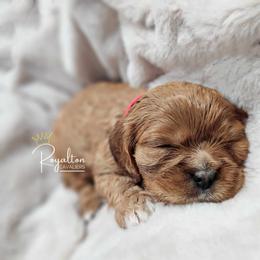 Cavalier King Charles Spaniel Puppies from Royalton Cavaliers