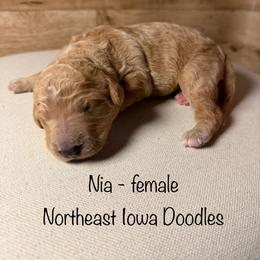 Nia - Apricot female Goldendoodle puppy in Cedar Falls, Iowa from Northeast Iowa Doodles