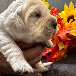 Pink collar Girl - Everest - Golden Retriever puppy from Farley Goldens