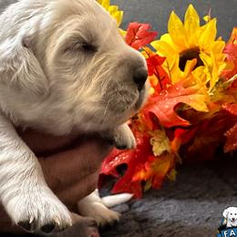 Pink collar Girl - Everest - Golden Retriever puppy from Farley Goldens