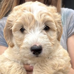 Aspen - Apricot female Goldendoodle puppy in Morriston, Florida from Florida's Joyful Goldendoodles