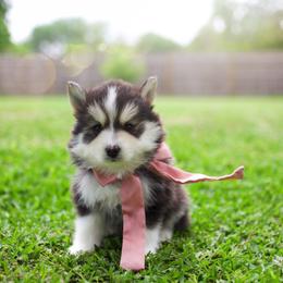 Taro - Black and white male Pomsky puppy in Trenton, Texas from Blissful Paws Pomskies