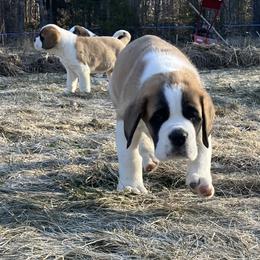 Boy red collar - Red and white male Saint Bernard puppy in New Sharon, Maine from Kimball Pond  Saint Bernards
