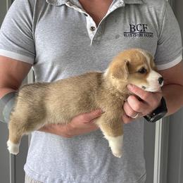 Olive - Female 4 - Red female Pembroke Welsh Corgi puppy in Jefferson, South Carolina from Blue Creek Farms
