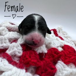 Goldendoodle and Poodle Puppies from Trammell’s Southern Pups