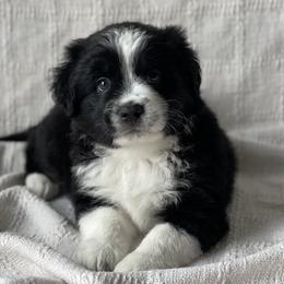 Jett - Black tri male Miniature Australian Shepherd puppy in Wesley Chapel, Florida from August Oaks Aussies