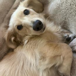 Sunnie - Dachshund