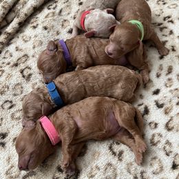 Poodle Puppies from Breahna Snay