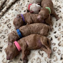Poodle Puppies from Breahna Snay
