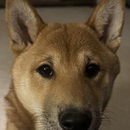 Shiba Inu All Grown Up from My Beloved Shiba LLC