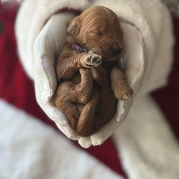 Sparkle - Red  female Goldendoodle puppy in Modesto, California from Central Valley Canine Companions