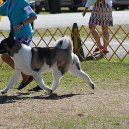 Cypress - Black brindle female Akita puppy in Newton, New Jersey from The__o__pack