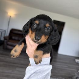 Yogi - Black and tan male Dachshund puppy in Stamford, Texas from West Texas Miniature Dachshunds