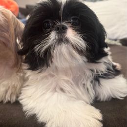 Basil - Black and white male Shih Tzu puppy in California from Boodaboo Shih Tzu’s