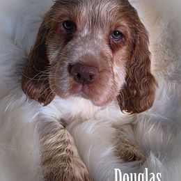 Boy 4 'Douglas' - Lemon and white male English Springer Spaniel puppy in Silverdale, Washington from TimberVale Springers