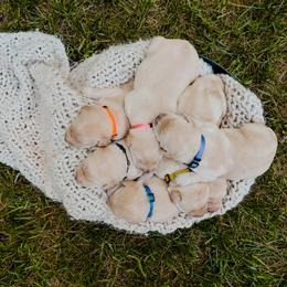 Dilute Retriever Puppies from Weathervane Labs