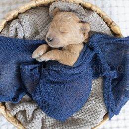 Black Collar - Red  male Goldendoodle puppy in Sappington, Missouri from Doodle Me This Goldendoodles