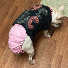 French Bulldogs from Frenchie Family LLC