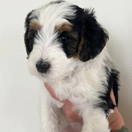 Bernedoodles from Guffin Doodles