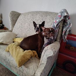 Boston Terriers from Beulah's Bostons