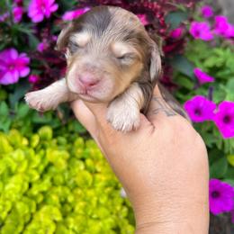 Moxie girl one - Dapple female Dachshund puppy in Payette, Idaho from NT Mini Doxies