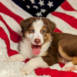 Australian Shepherd Puppies from Firelight Australian Shepherds