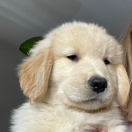 Golden Retriever Puppies from Valley of the Sun Golden Retrievers