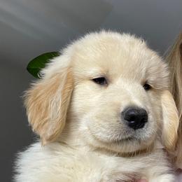 Golden Retriever Puppies from Valley of the Sun Golden Retrievers