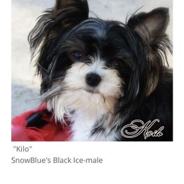 Kilo - Yorkshire Terrier