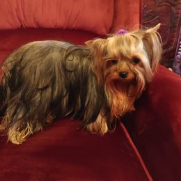 Yorkshire Terrier All Grown Up from Yorkies of Western Michigan