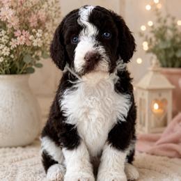 Daphne Bridgerton - Parti female Poodle puppy in Spring Hills, Florida from The Olympus Standard Poodle