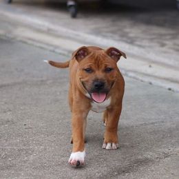 Staffordshire Bull Terrier All Grown Up from Shortyrock Staffordshire Bull Terriers