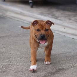Staffordshire Bull Terrier All Grown Up from Shortyrock Staffordshire Bull Terriers