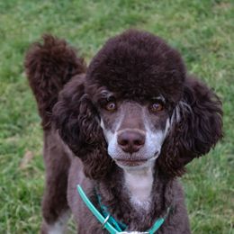 Gemma - Poodle