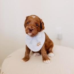 Graham - Red  male Goldendoodle puppy in Syracuse, Indiana from The Doodle Cove