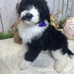 Purple Girl - Black and white female Sheepadoodle puppy in Mc Henry, Maryland from TLC by the Lake Standard Poodle and Doodles