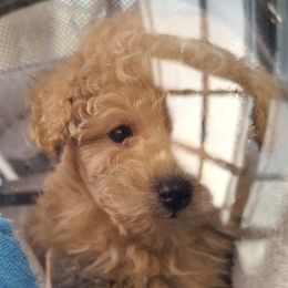 Aussiedoodle, Poodle, and Toy Australian Shepherd Puppies from Heartland Ranch