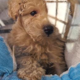 Aussiedoodle, Poodle, and Toy Australian Shepherd Puppies from Heartland Ranch